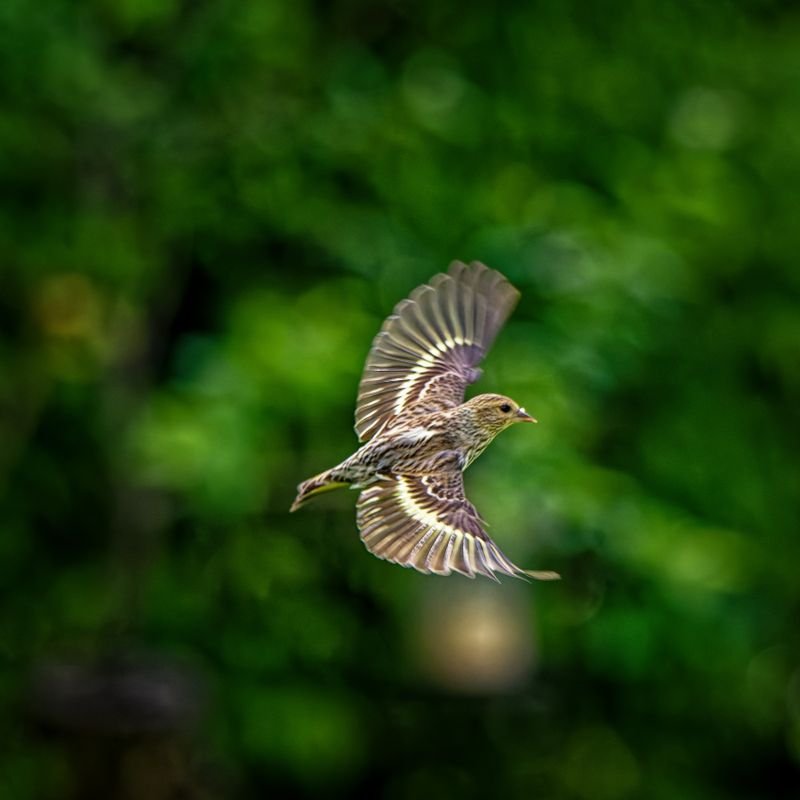 Birds in Flight