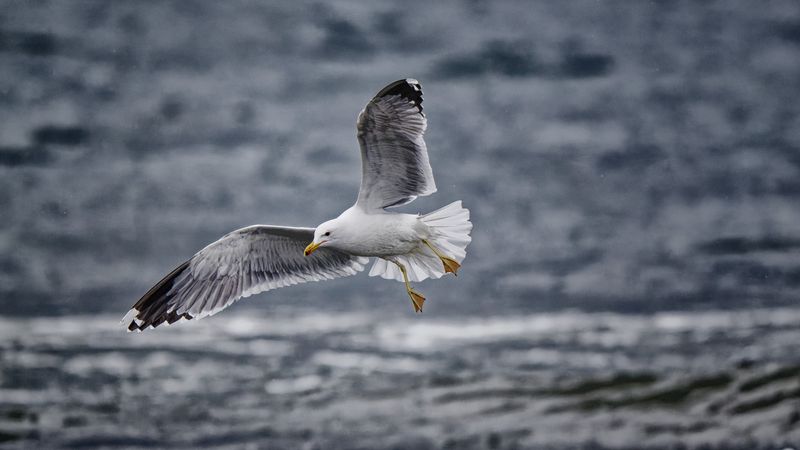 Gulls