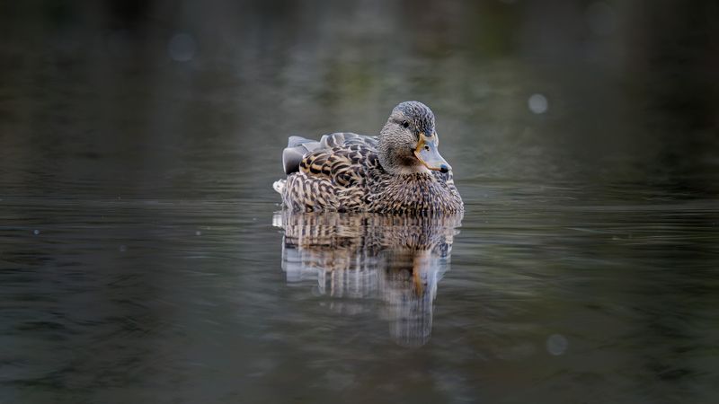 Waterfowl and Shore Birds