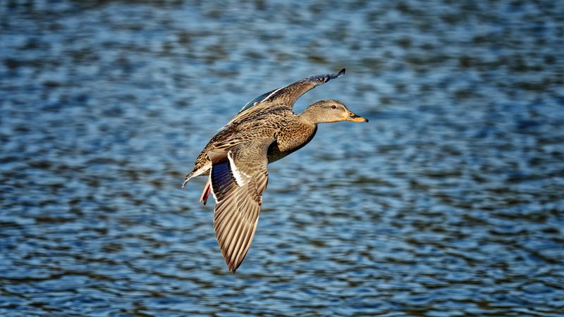 Birds in Flight