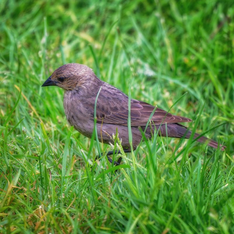 Birds