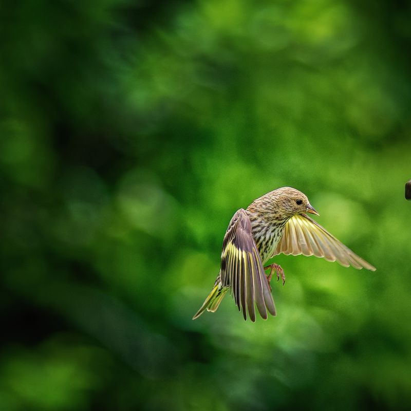 Birds in Flight
