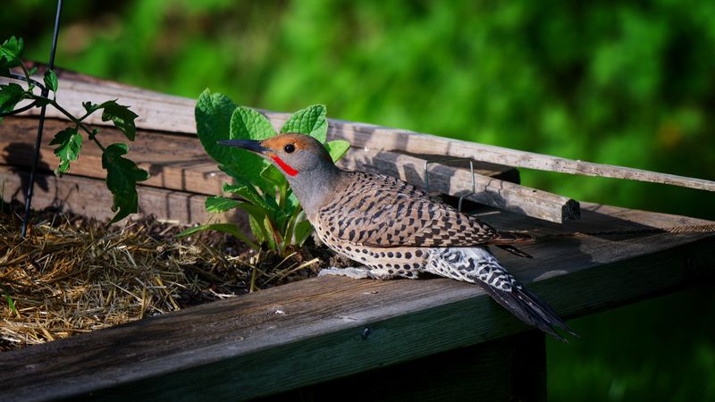 Birds