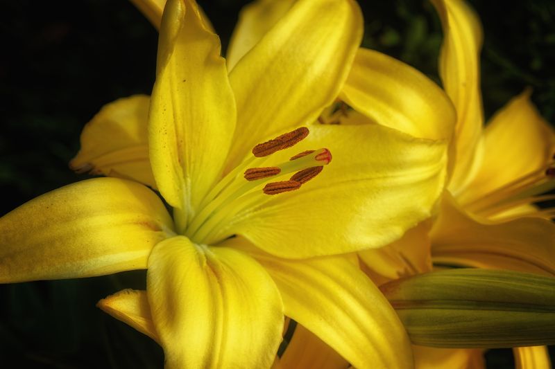 Flowers