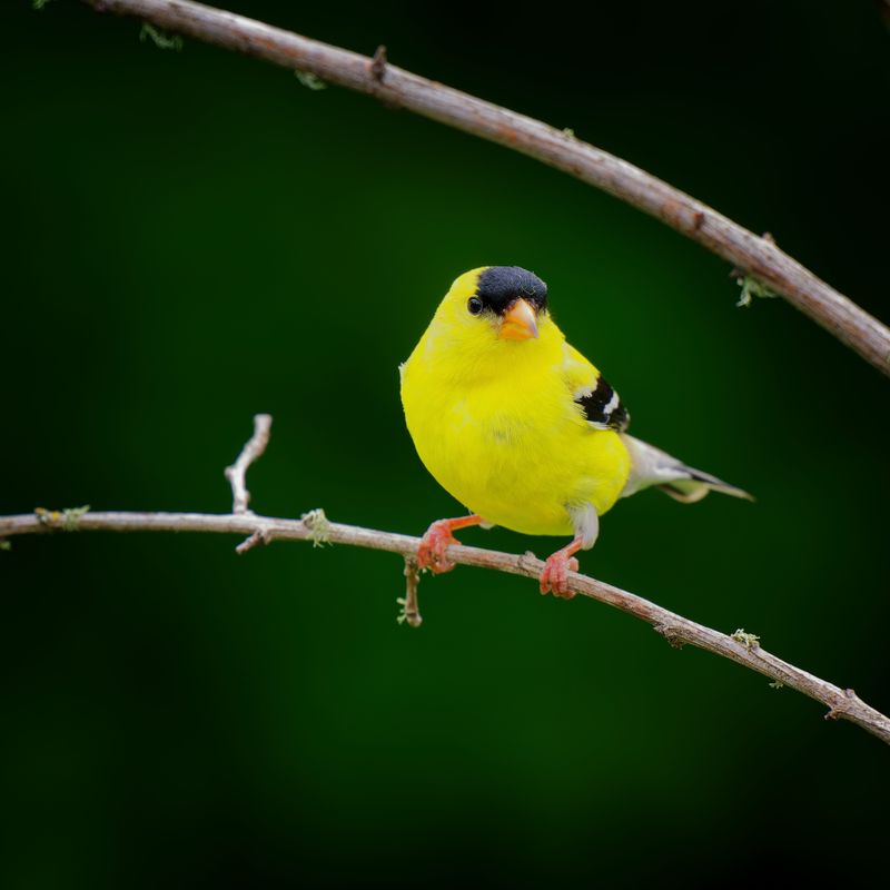 Birds