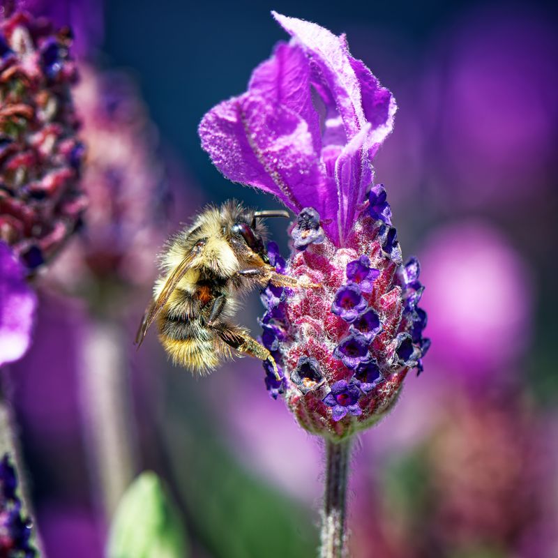 Macro - Creatures