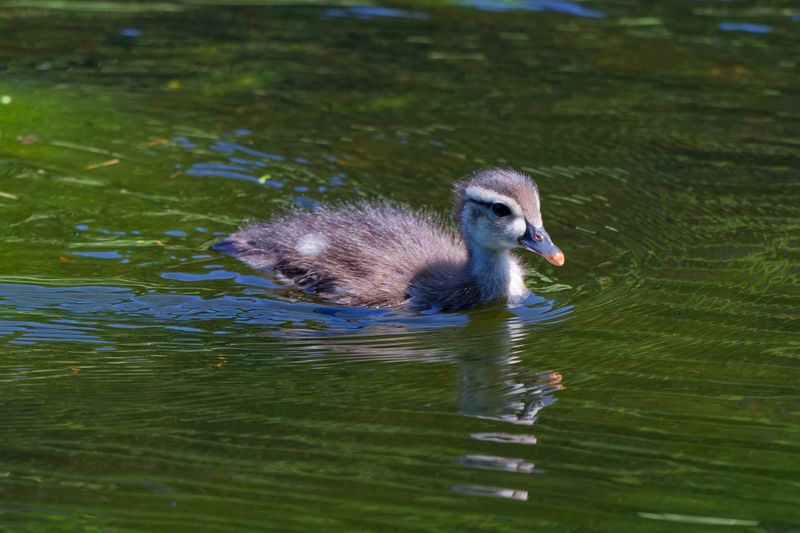 Waterfowl and Shore Birds