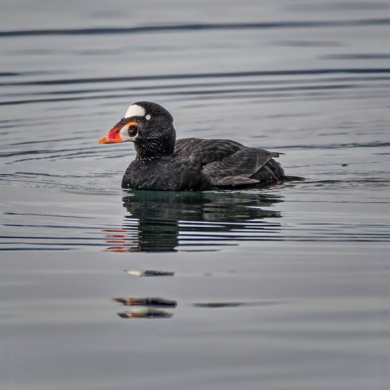 Waterfowl and Shore Birds
