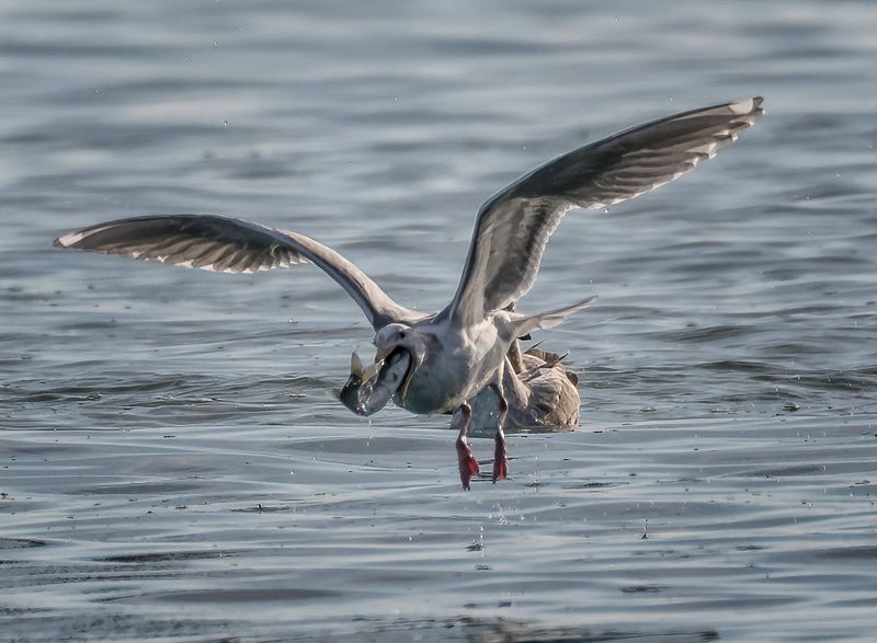 Gulls