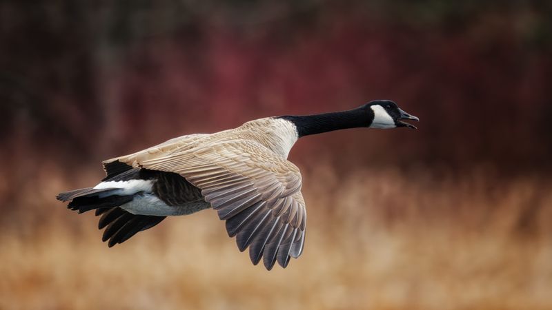 Birds in Flight
