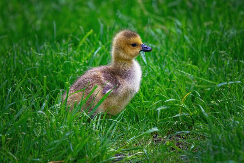 Waterfowl and Shore Birds