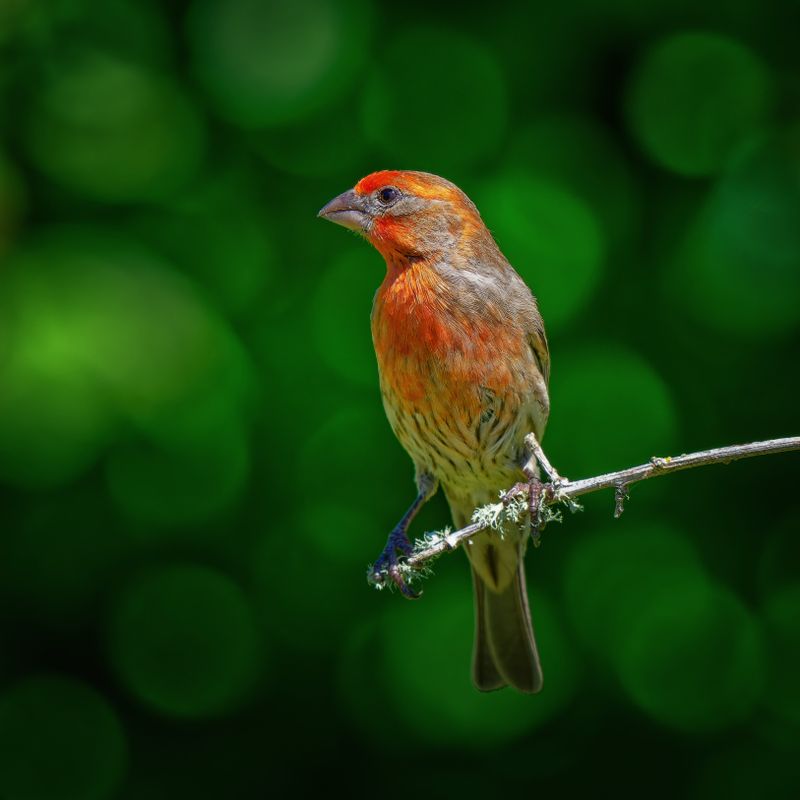 Birds