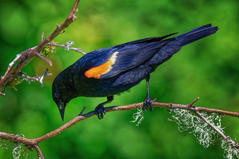 Birds