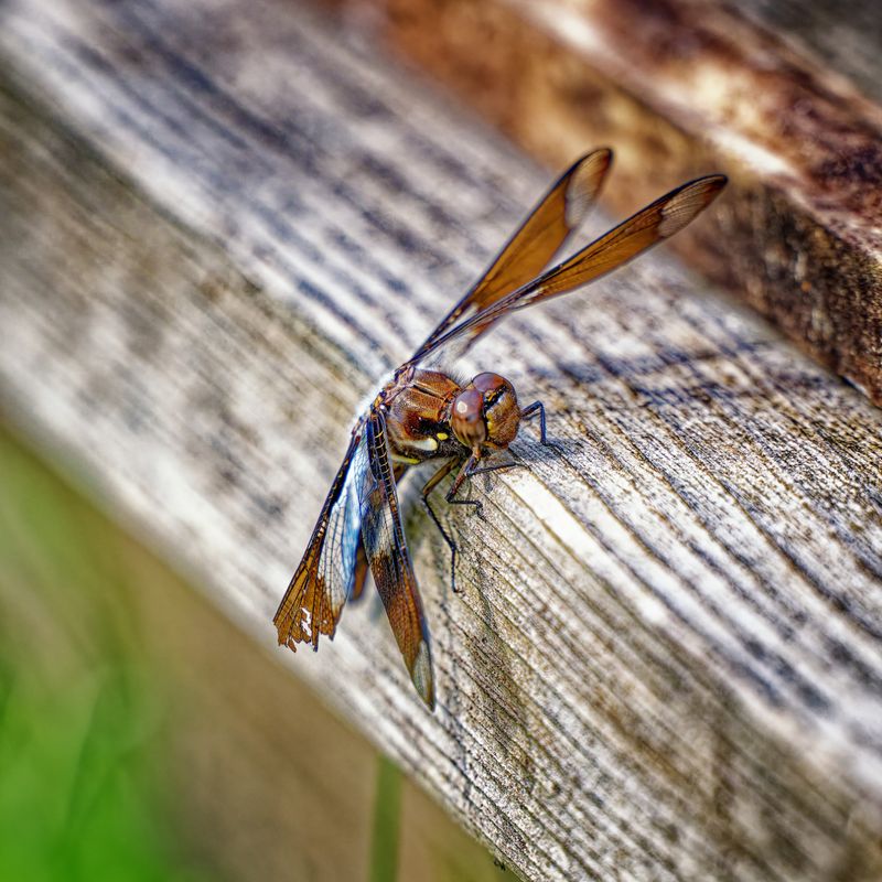 Macro - Creatures