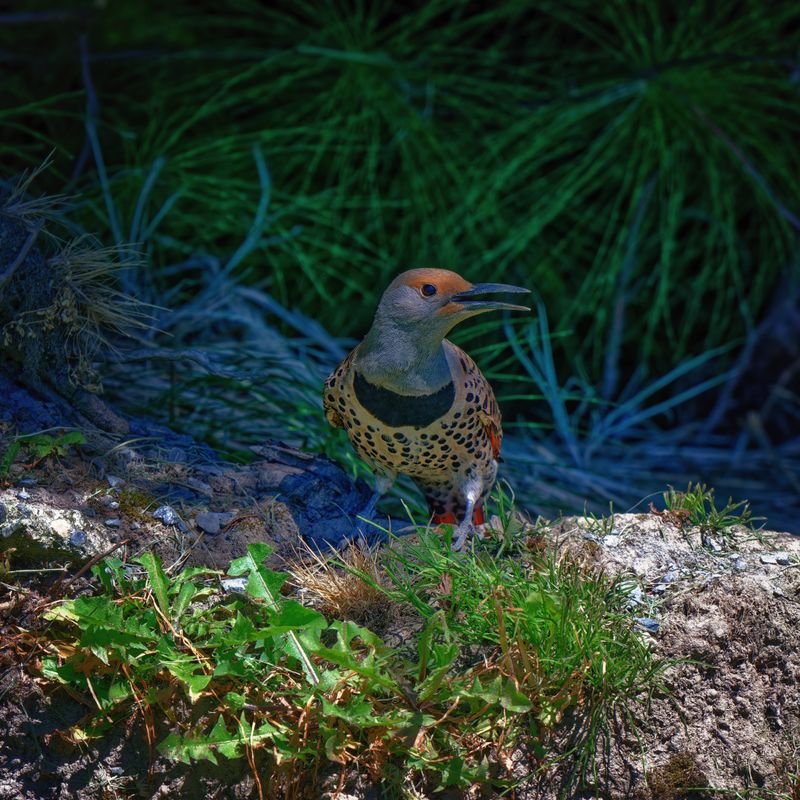 Birds