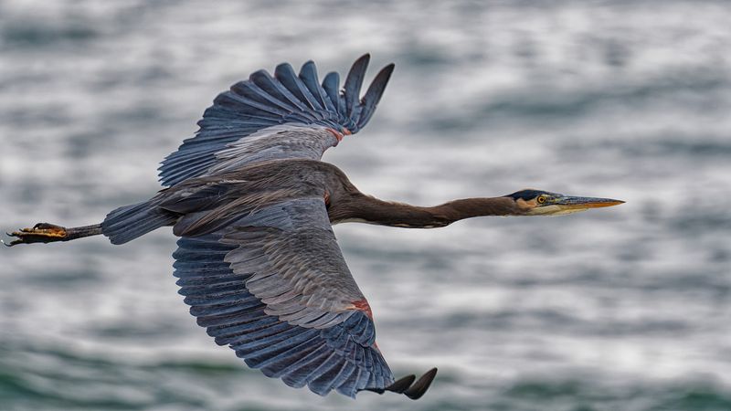 Birds in Flight