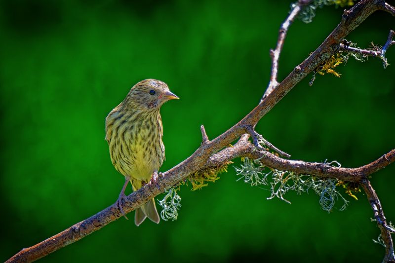 Birds