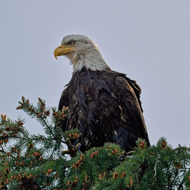 Bald Eagles