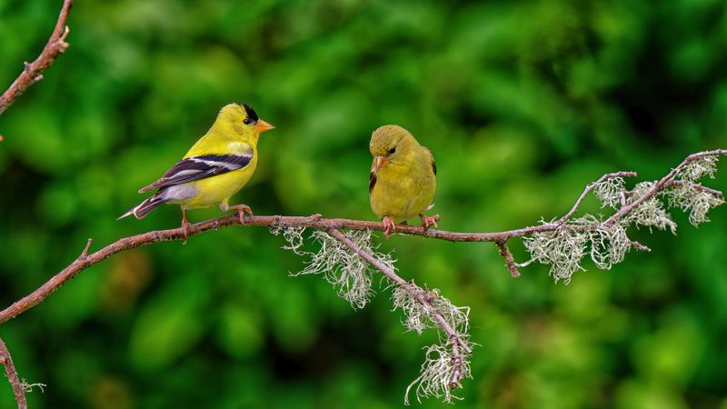 Birds