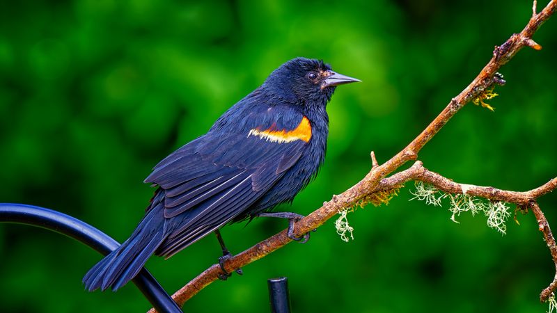 Birds
