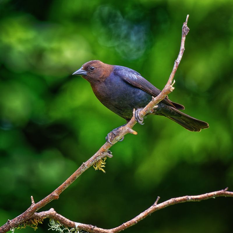 Birds