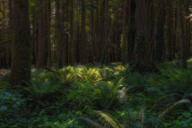 Adventures on Vancouver Island