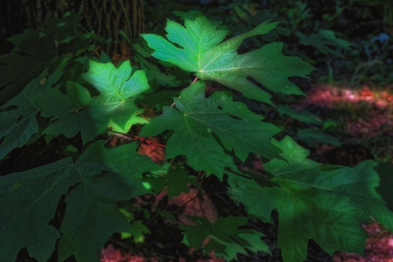 Leaves and Vegitation