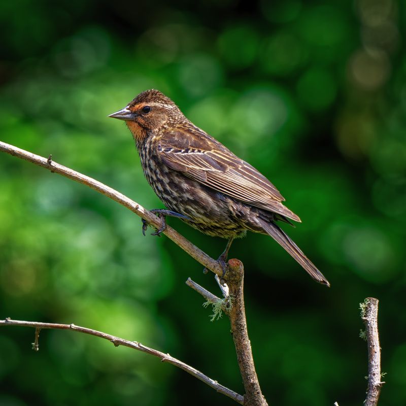 Birds