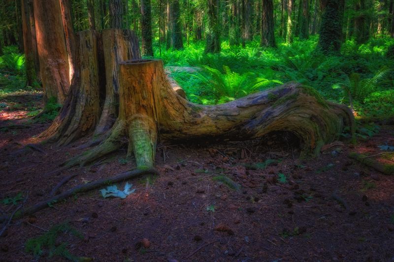 Woodlands