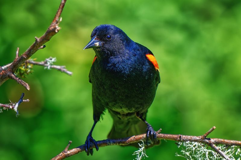 Birds