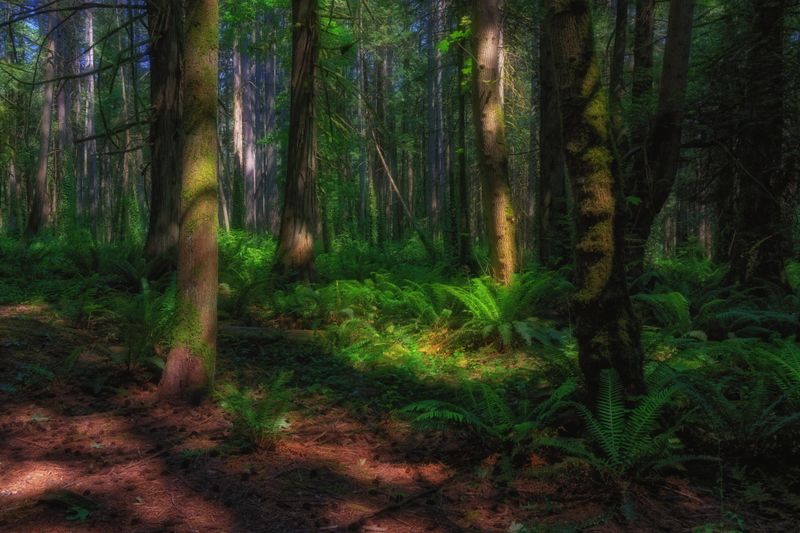 Temperate Rainforest