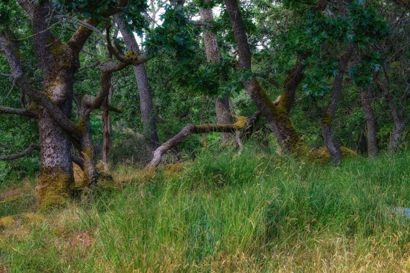 Woodlands