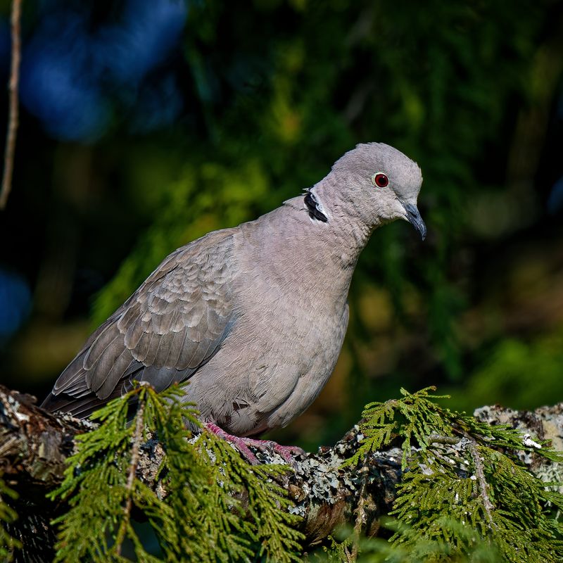 Birds