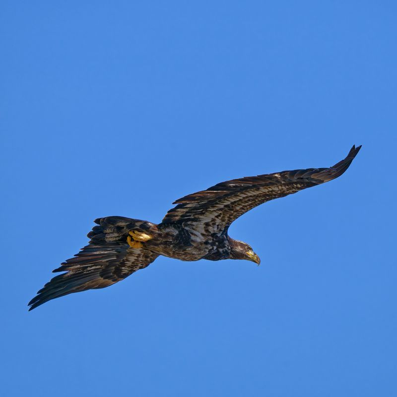 Bald Eagles