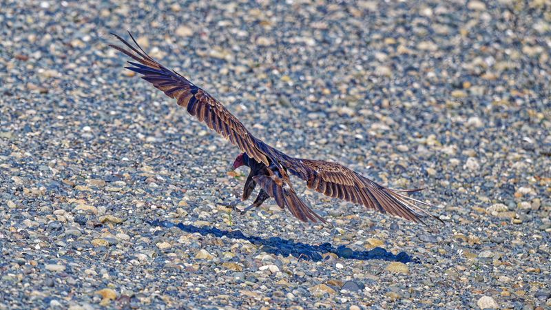 Birds in Flight