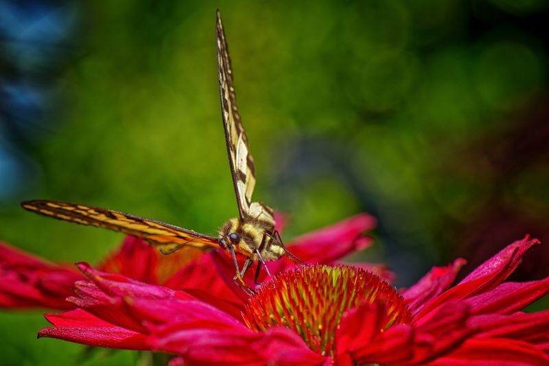 Macro and Close Focus - Creatures