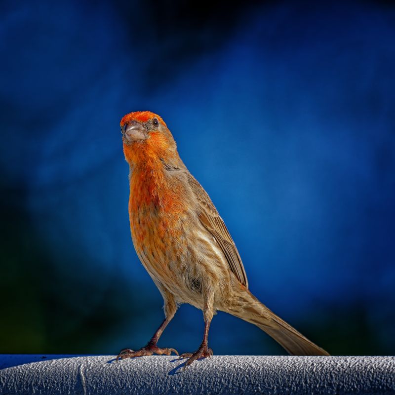 Birds