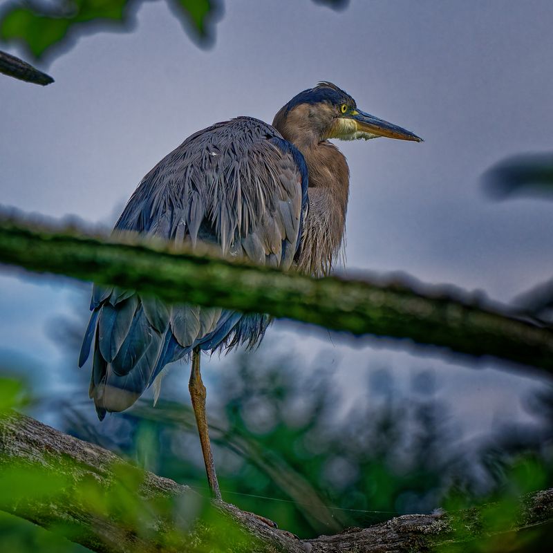 Waterfowl and Shore Birds