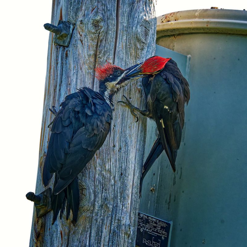 Birds