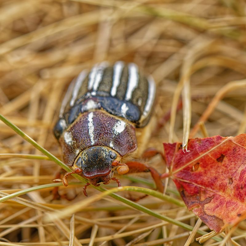 Macro and Close Focus - Creatures