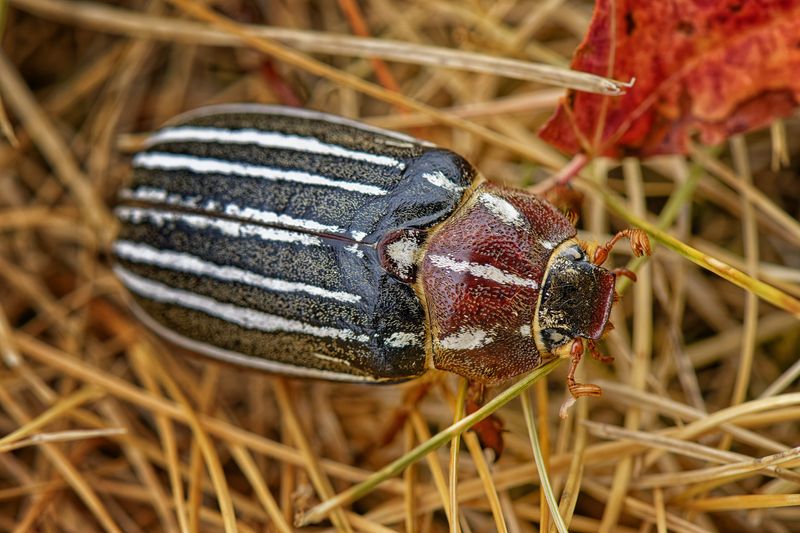 Macro and Close Focus - Creatures