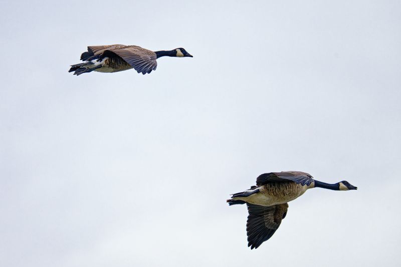 Birds in Flight