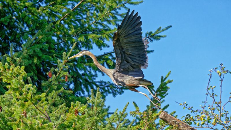 Birds in Flight