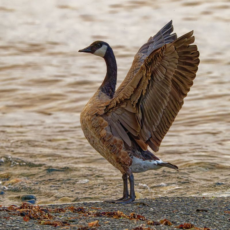 Waterfowl and Shore Birds