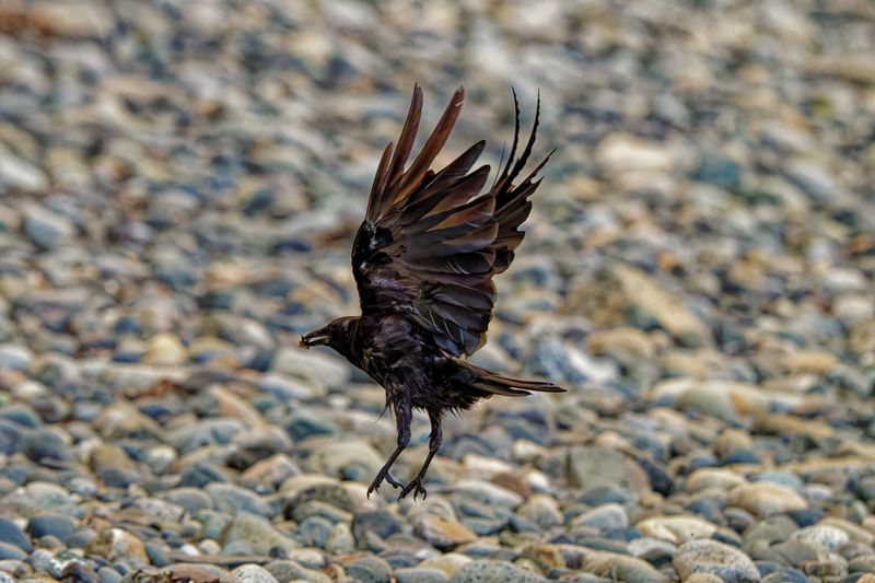 Birds in Flight
