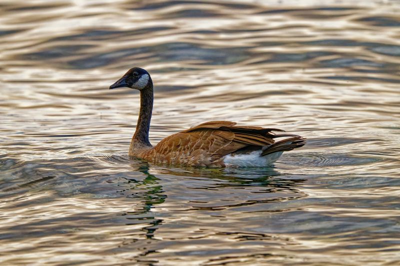 Waterfowl and Shore Birds