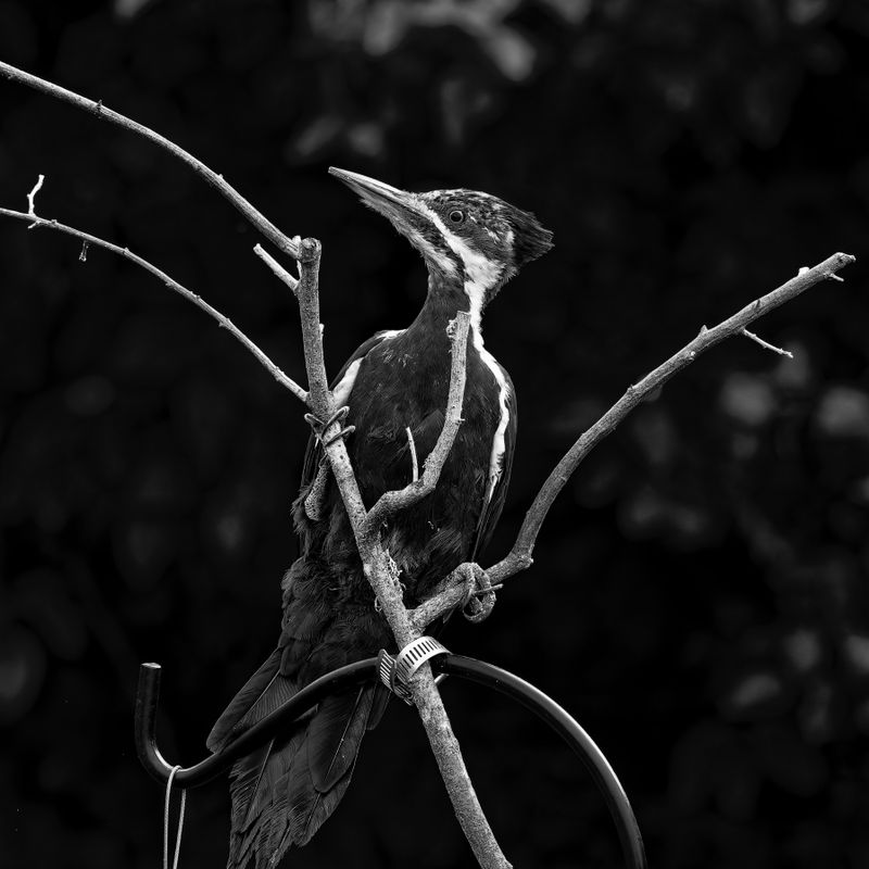 Black and White