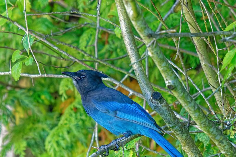 Birds
