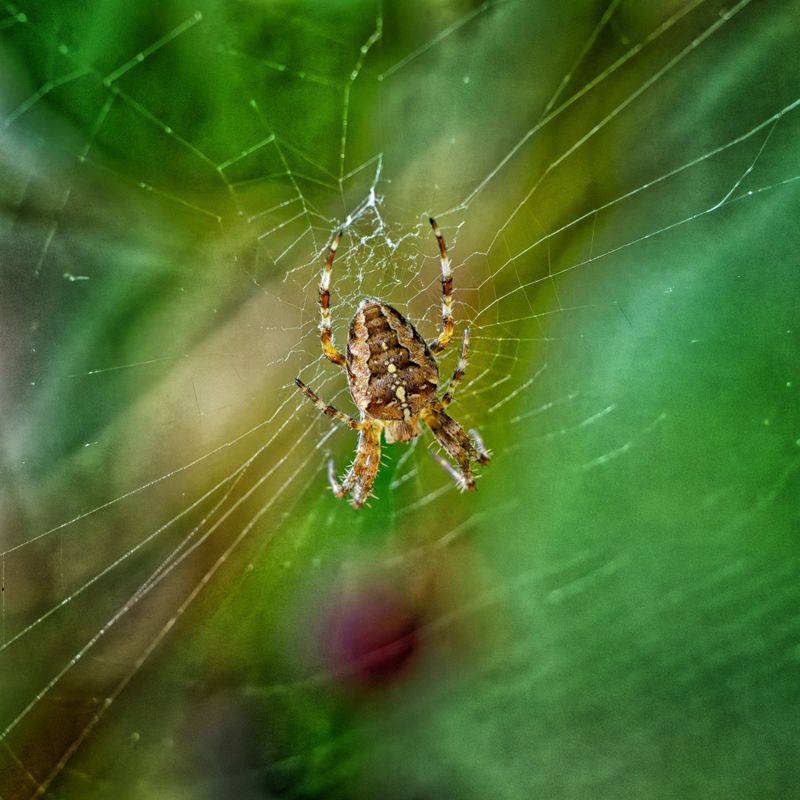 Macro and Close Focus - Creatures