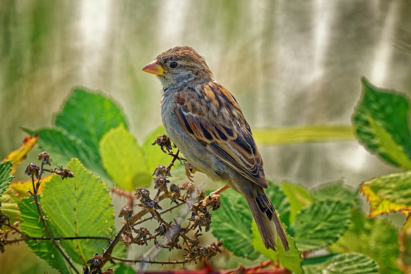 Birds
